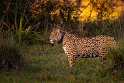108 Zuid Pantanal, jaguar